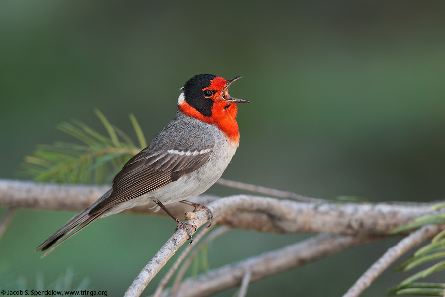 Red-faced Warbler