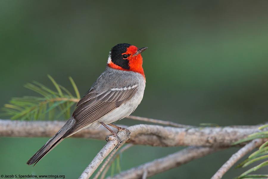 Red-faced Warbler