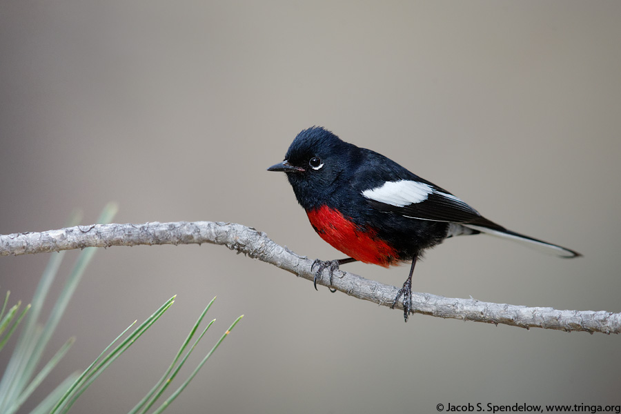 Painted Redstart