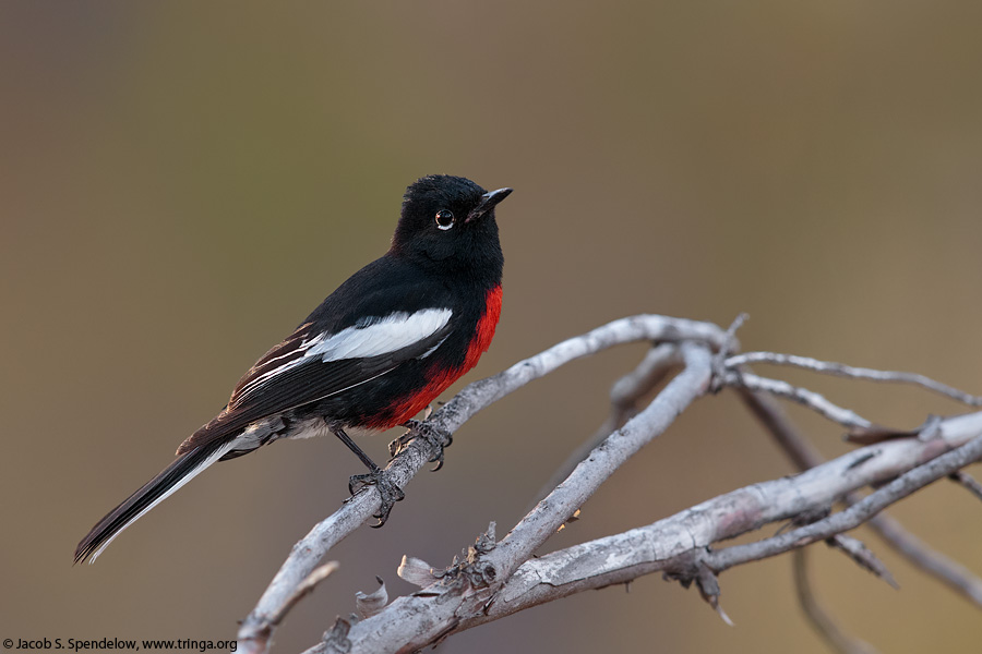 Painted Redstart