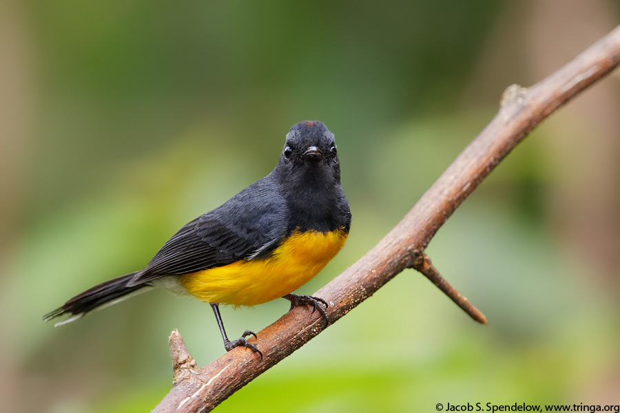 Slate-throated Redstart
