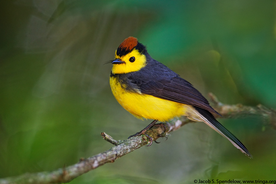 Collared Redstart