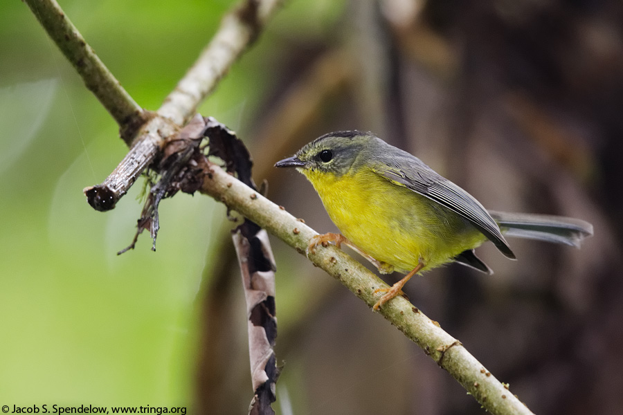 Golden-crowned Warbler