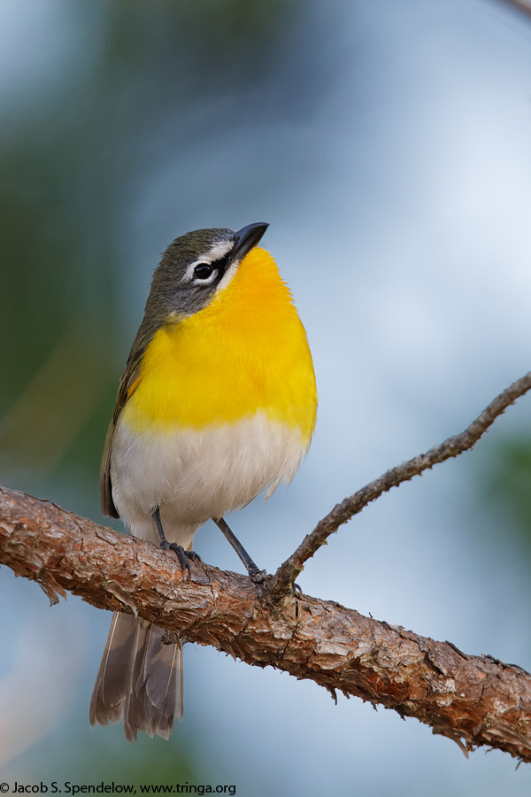 Yellow-breasted Chat