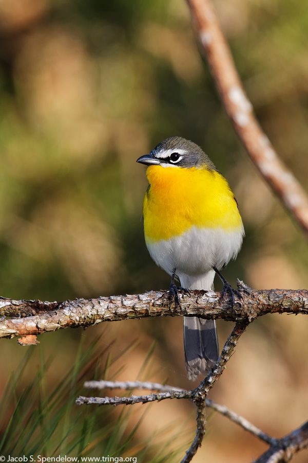 Yellow-breasted Chat