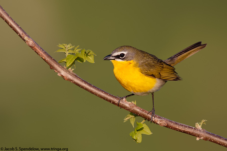 Yellow-breasted Chat