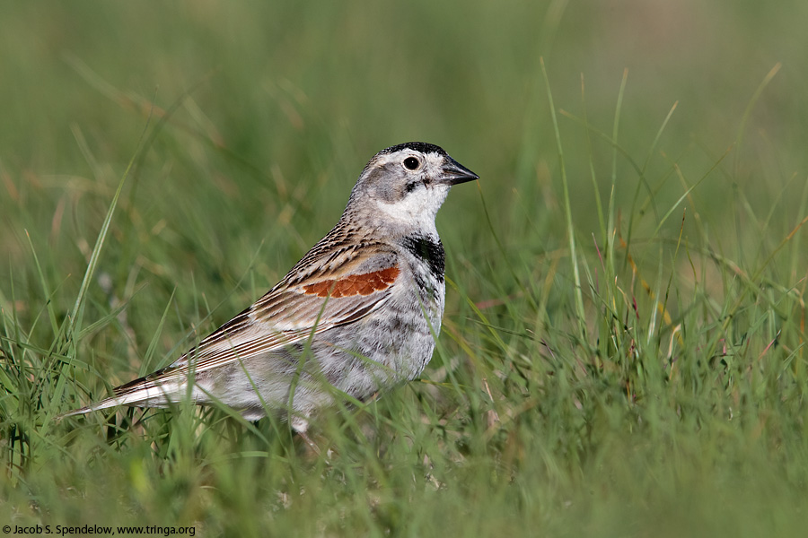 McCown's Longspur