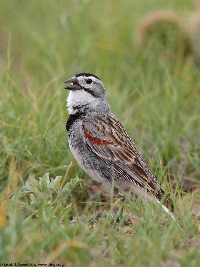 McCown's Longspur