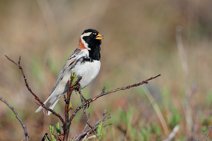 Lapland Longspur