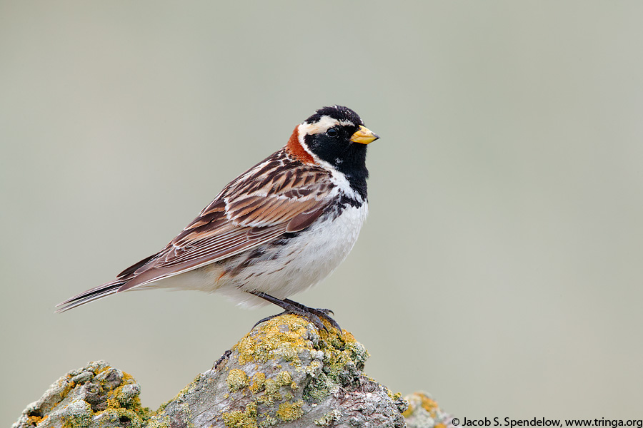 Lapland Longspur