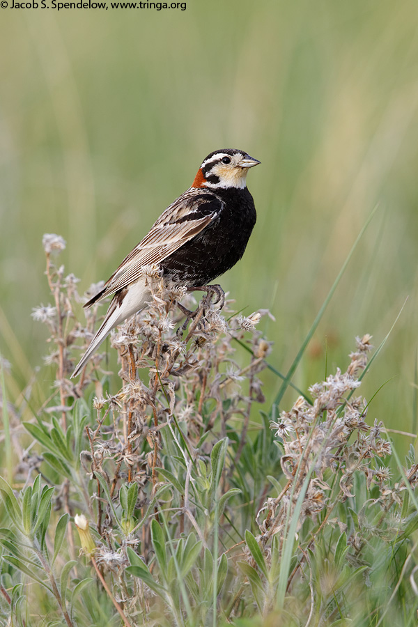 Chestnut-collared Longspur