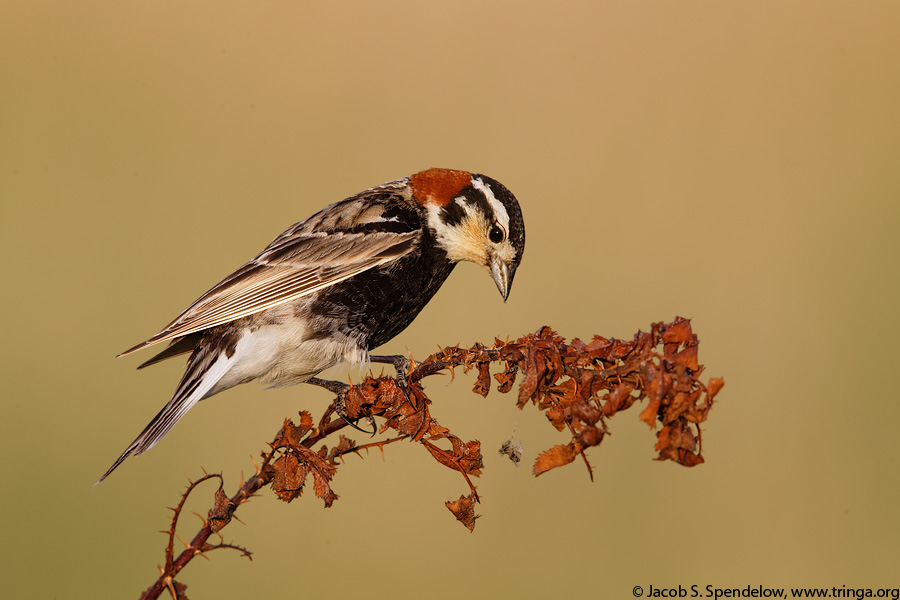 Chestnut-collared Longspur