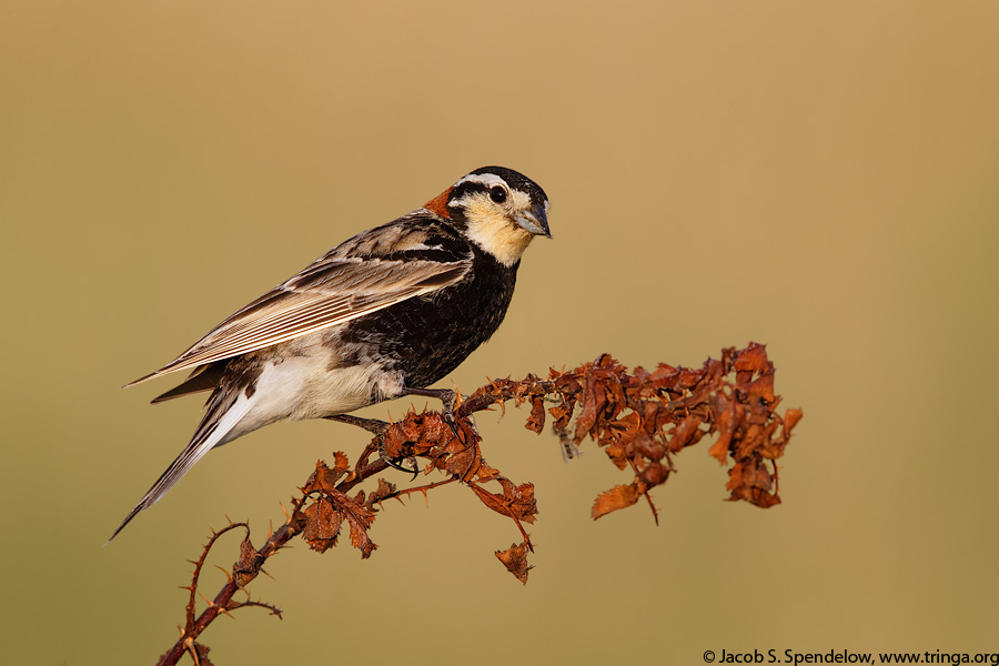 Chestnut-collared Longspur