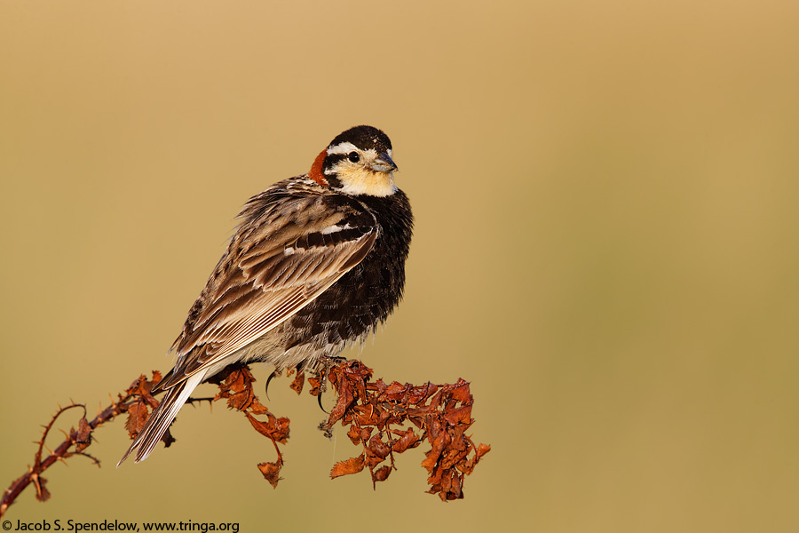 Chestnut-collared Longspur