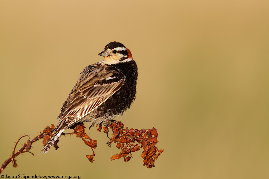 Chestnut-collared Longspur