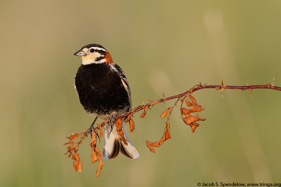 Chestnut-collared Longspur