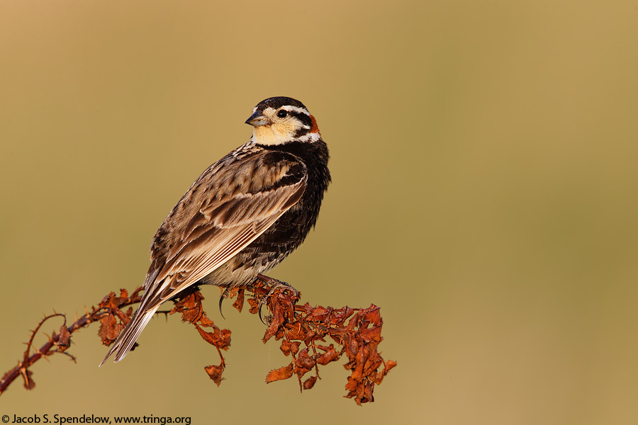 Chestnut-collared Longspur