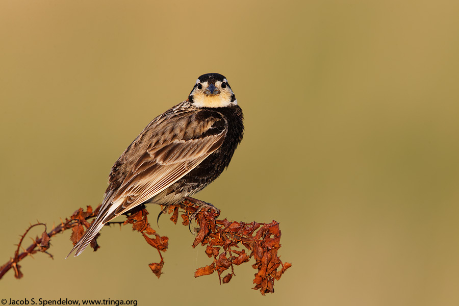 Chestnut-collared Longspur