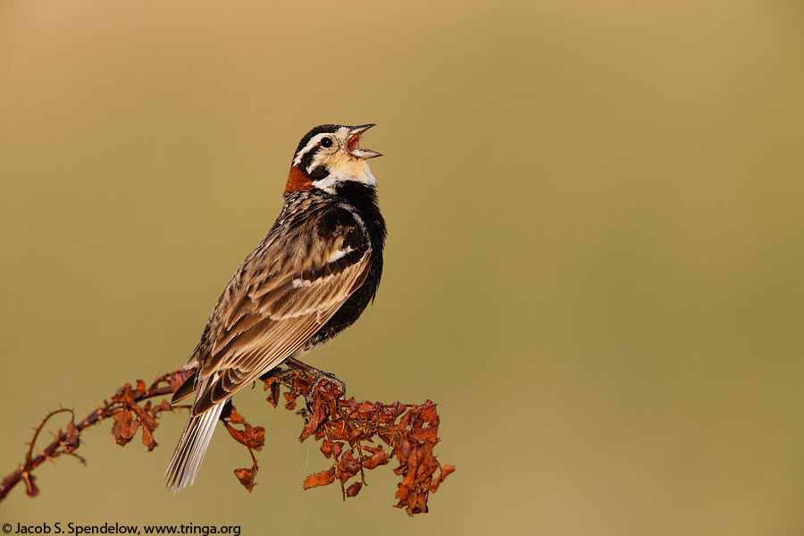 Chestnut-collared Longspur