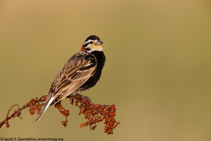 Chestnut-collared Longspur