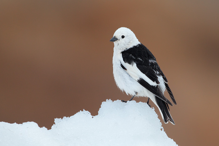 Snow Bunting