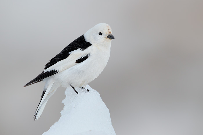 Snow Bunting