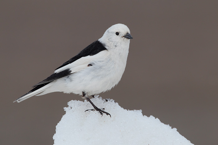 Snow Bunting