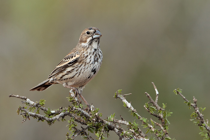 Lark Bunting