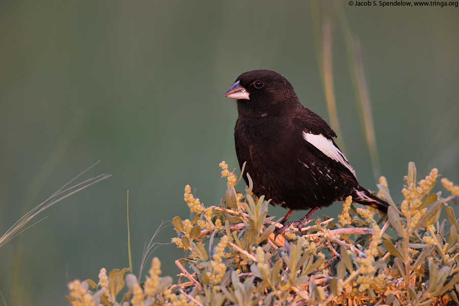 Lark Bunting