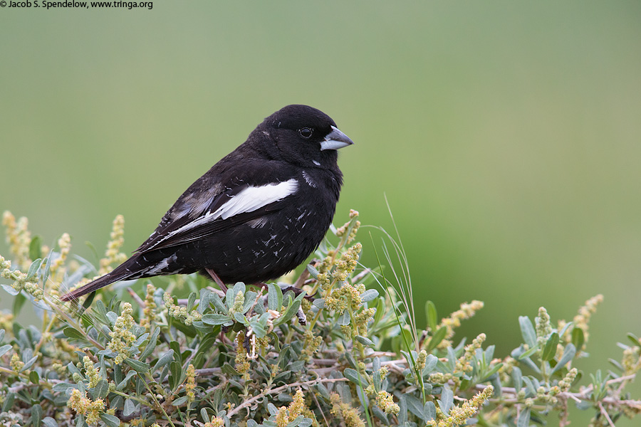 Lark Bunting