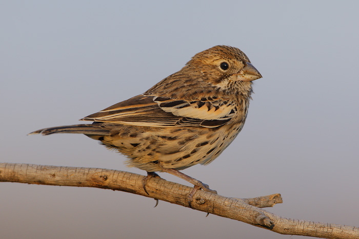 Lark Bunting