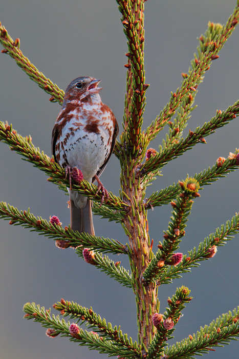 Fox Sparrow (Red Fox Sparrow)