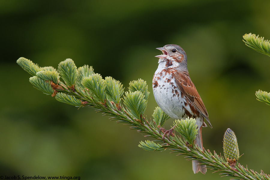 Fox Sparrow