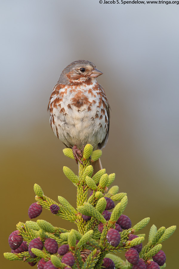 Fox Sparrow