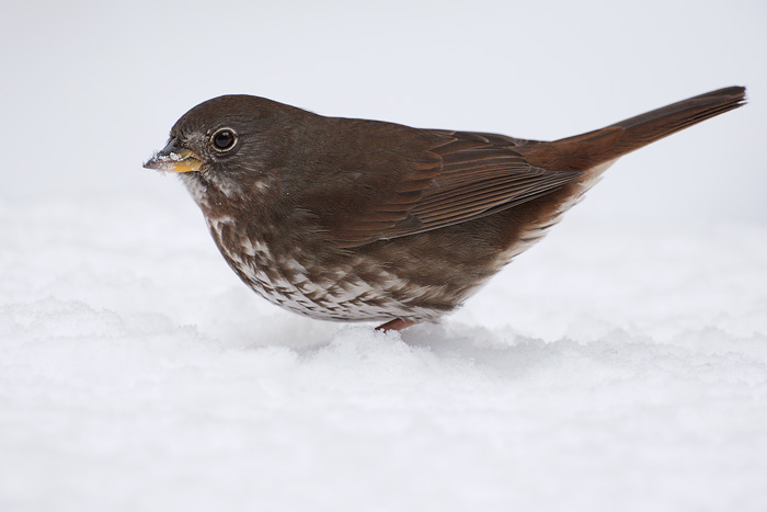 Fox Sparrow (Sooty Fox Sparrow)