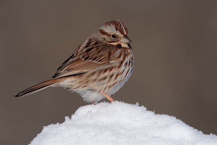 Song Sparrow