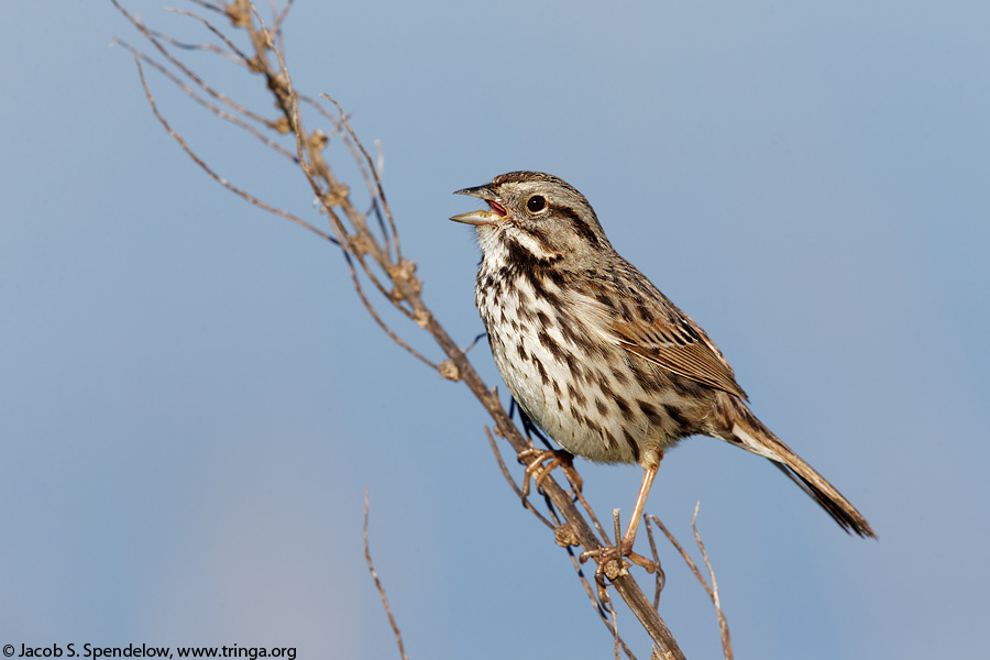 Song Sparrow