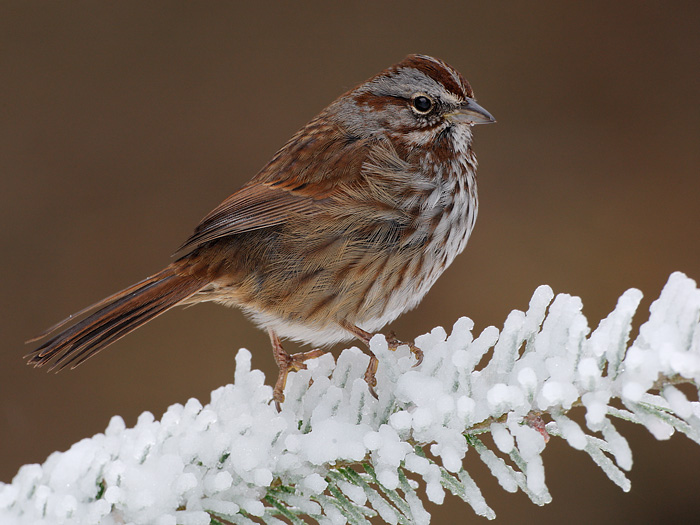 Song Sparrow