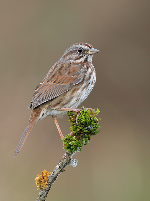 Song Sparrow