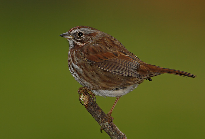 Song Sparrow