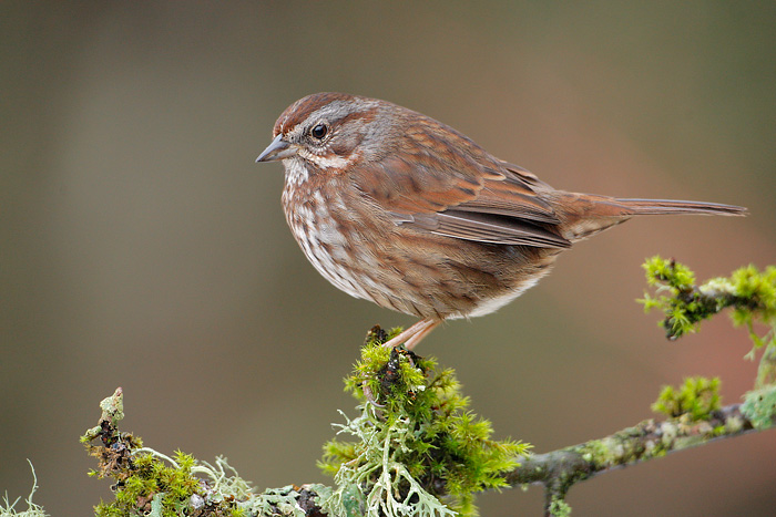 Song Sparrow