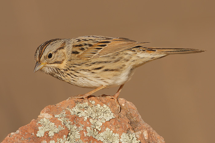 Lincoln's Sparrow