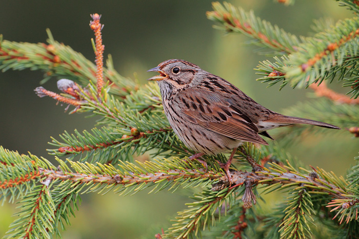 Lincoln's Sparrow