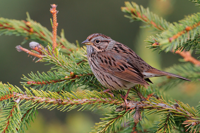 Lincoln's Sparrow