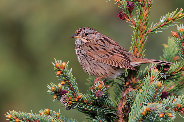 Lincoln's Sparrow