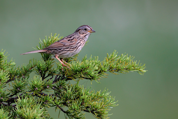 Lincoln's Sparrow