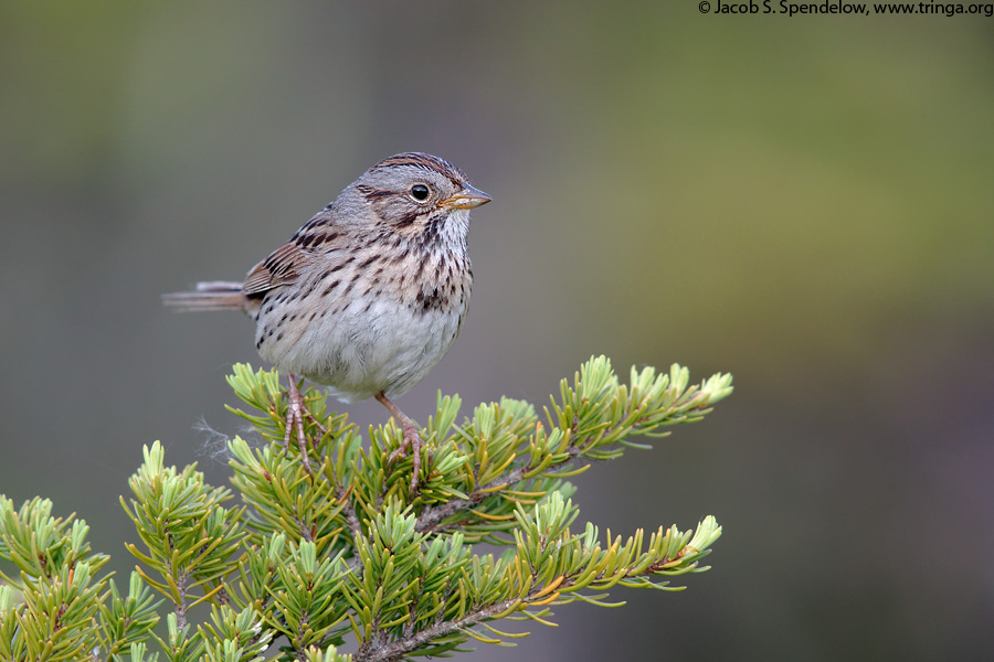 Lincoln's Sparrow