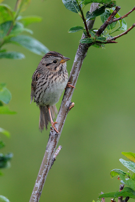 Lincoln's Sparrow