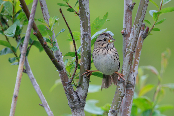 Lincoln's Sparrow