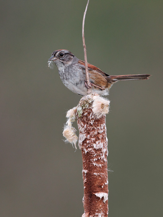 Swamp Sparrow